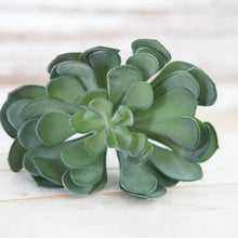 Load image into Gallery viewer, Succulent Bundle