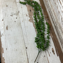 Load image into Gallery viewer, Hanging Succulent Beans