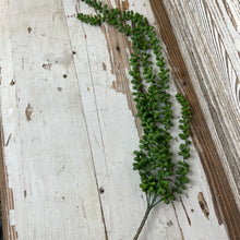Load image into Gallery viewer, Hanging Succulent Beans