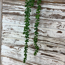 Load image into Gallery viewer, Hanging Succulent Beans