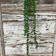 Load image into Gallery viewer, Hanging Succulent Beans