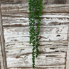 Load image into Gallery viewer, Hanging Succulent Beans
