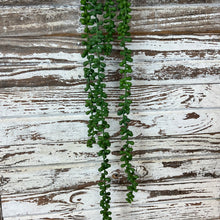 Load image into Gallery viewer, Hanging Succulent Beans