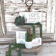 Load image into Gallery viewer, Succulent Bundle