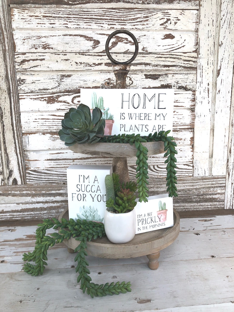 succulent bundle Succulent Bundle – The Home Emporium