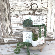 Load image into Gallery viewer, Succulent Bundle