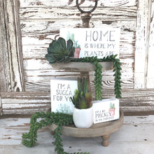 Load image into Gallery viewer, Succulent Bundle