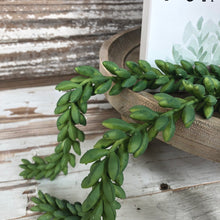 Load image into Gallery viewer, Succulent Bundle