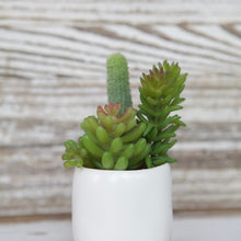 Load image into Gallery viewer, Succulent Bundle