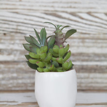 Load image into Gallery viewer, Succulent Bundle