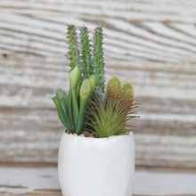 Load image into Gallery viewer, Succulent Bundle
