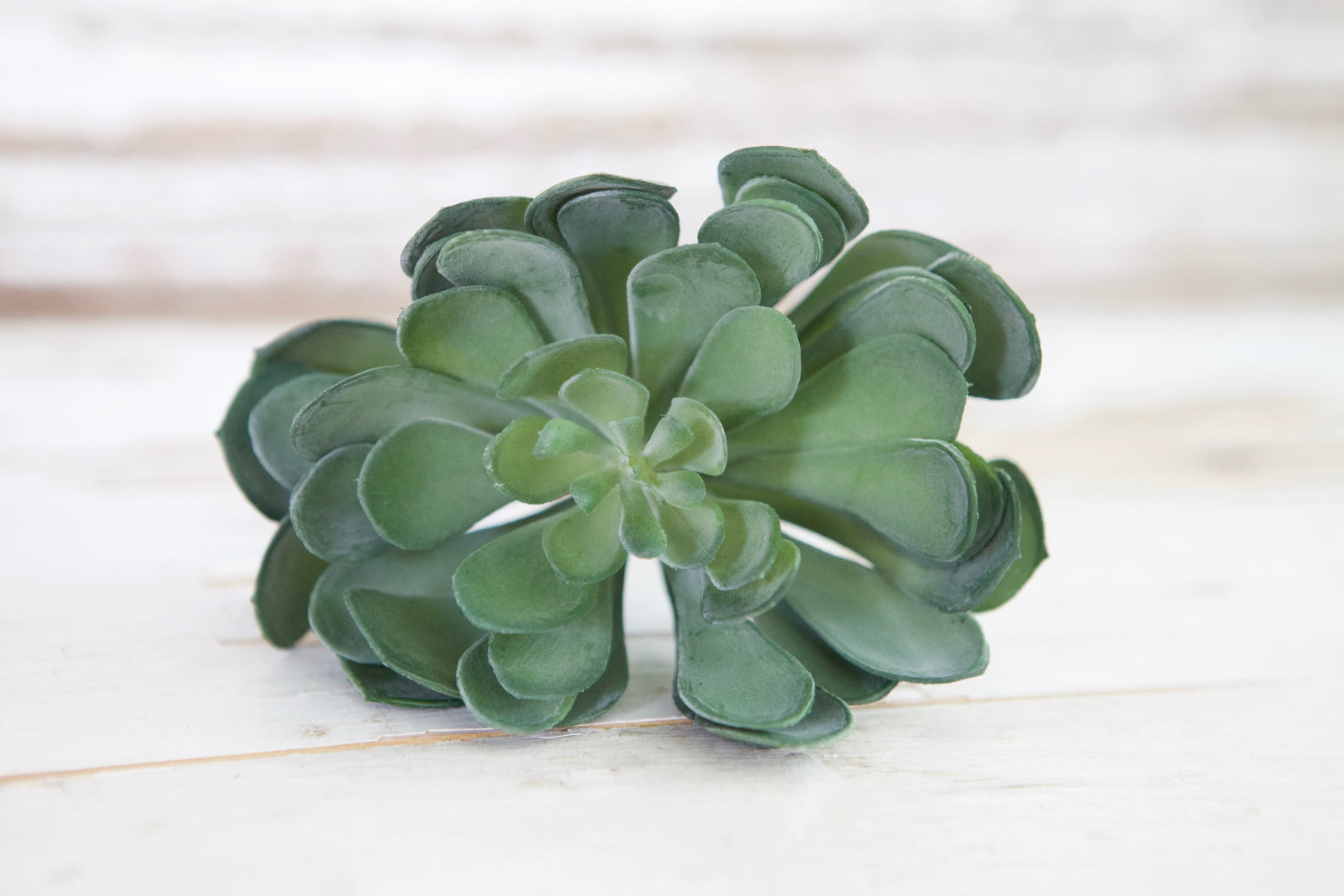 succulent emporium Succulent Bundle – The Home Emporium