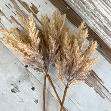 Load image into Gallery viewer, Bailey Natural Fluffy Stems
