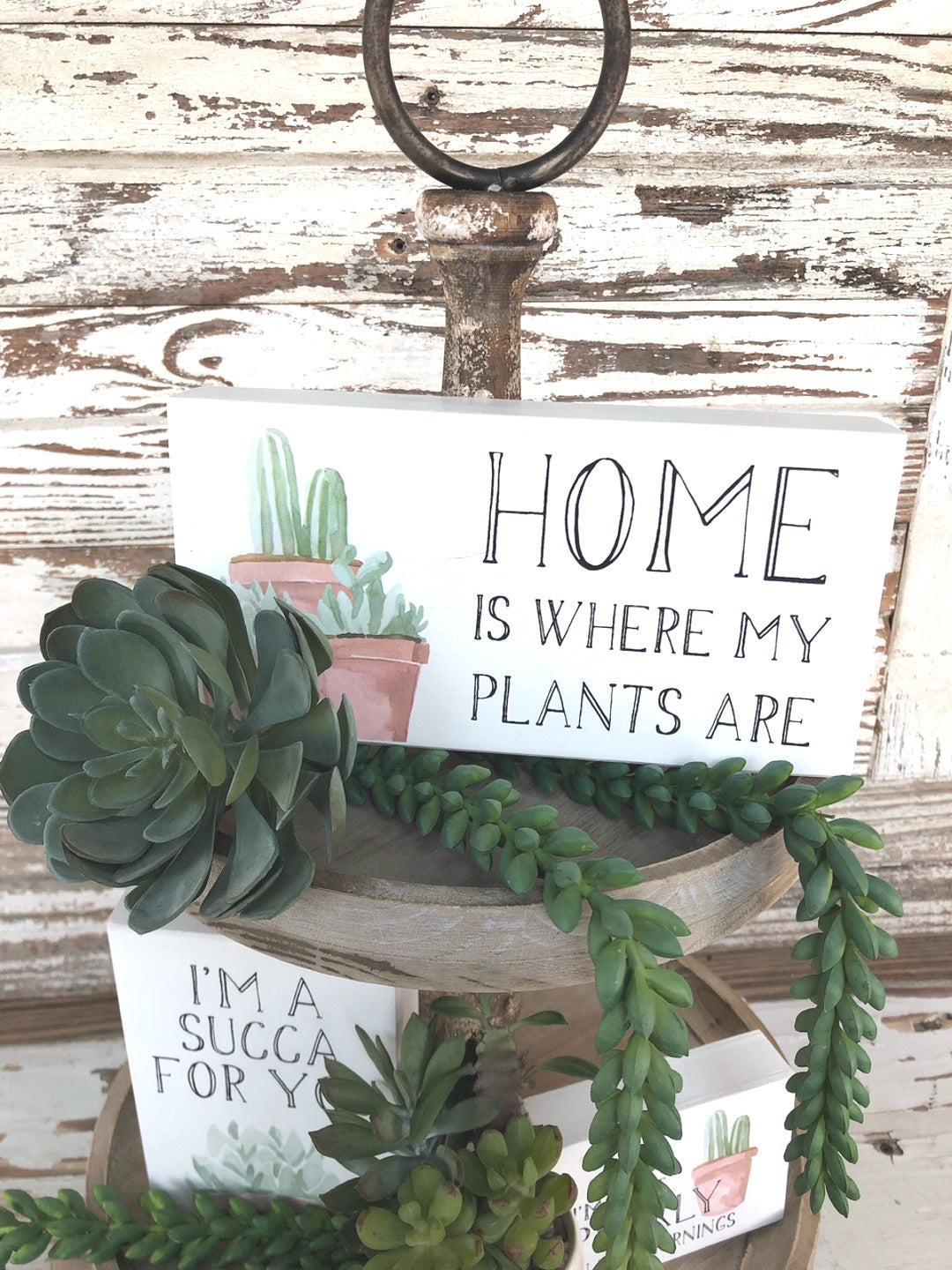 succulent plant bundle Succulent Bundle – The Home Emporium