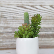 Load image into Gallery viewer, Succulent Bundle
