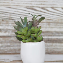 Load image into Gallery viewer, Succulent Bundle

